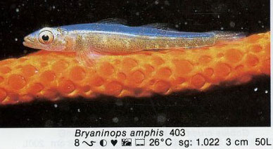 Bryaninops amphis